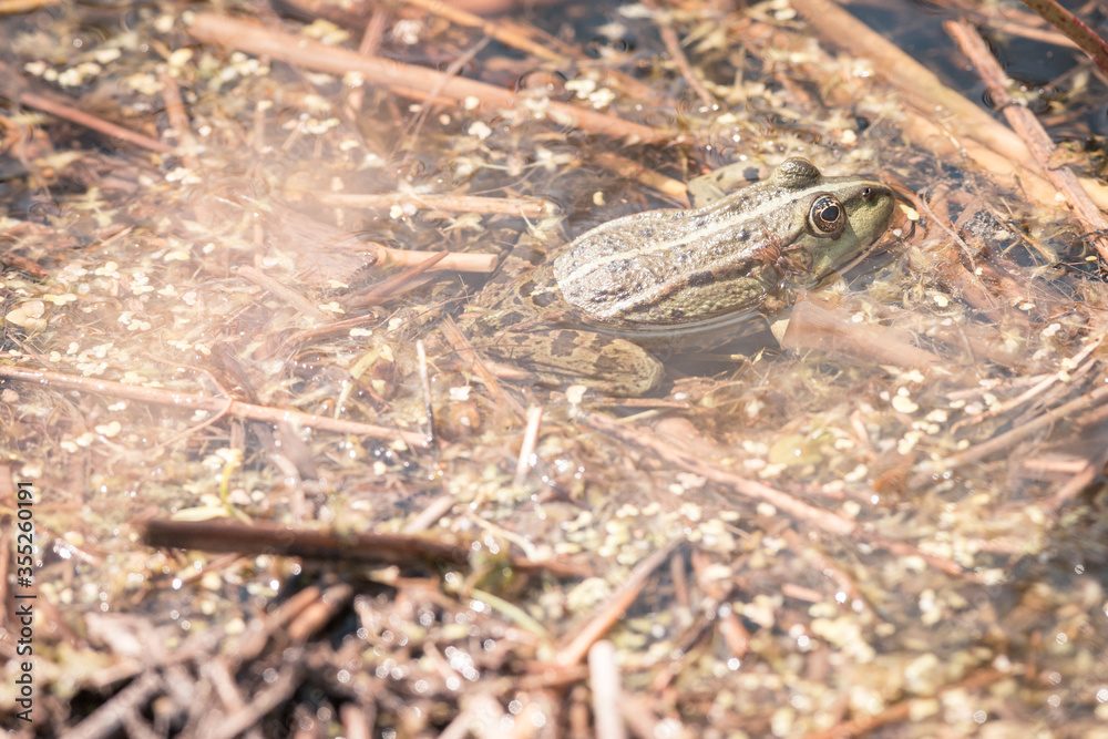 Frog is sitting in his pool enjoying the sun, protected nature area, travel location, Dutch wildlife, beautiful little bird, Volgermeerpolder Amsterdam Frog is sitting in his pool enjoying the sun, protected nature area, travel location, Dutch wildlife, beautiful little bird, Volgermeerpolder Amsterdam