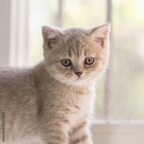 Portrait of a small smoky kitten of the British Shorthair breed near the window