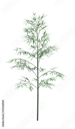 Nature object bamboo   tree isolated  white  background © nuttapol