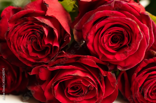 Buds of red roses on a white background. Plenty of room for text.