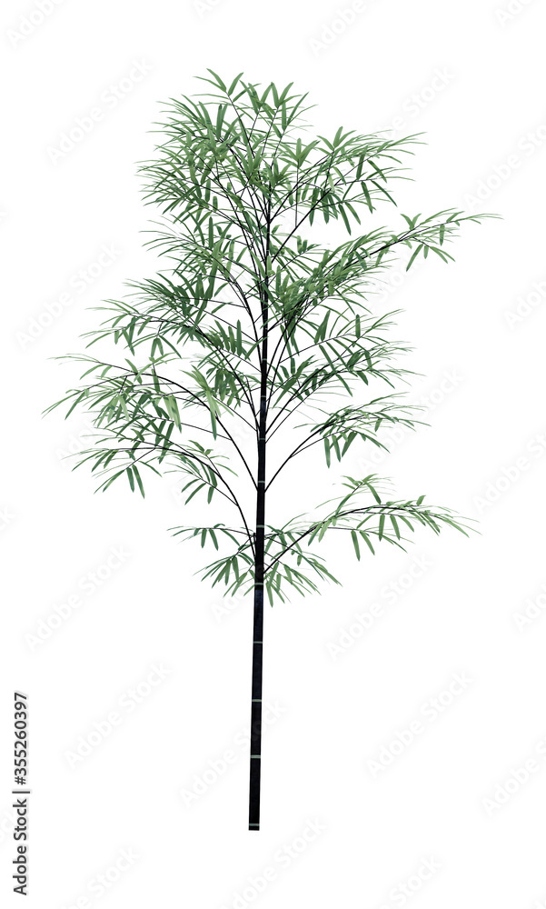 Fototapeta premium Nature object bamboo tree isolated white background