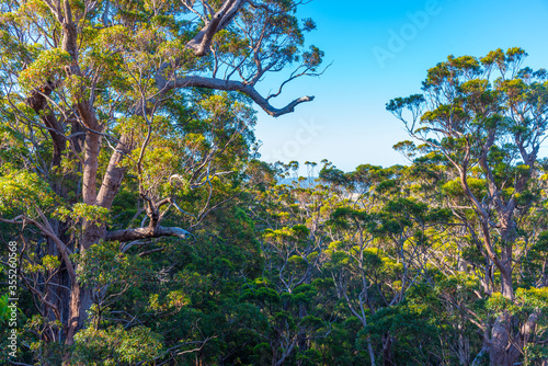 Ancient tingle forest at the valley of giants in Australia photo