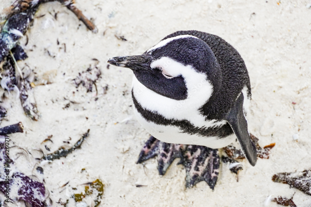 Fototapeta premium Brillenpinguin am Boulders Beach