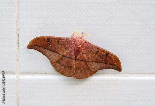 Emperor Gum Moth (Opodiphthera eucalypti) is a Australian moth caterpillars spread wings on a white wall photo