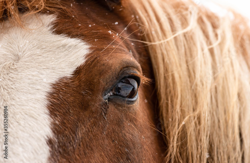 Soulful Eye of a Horse