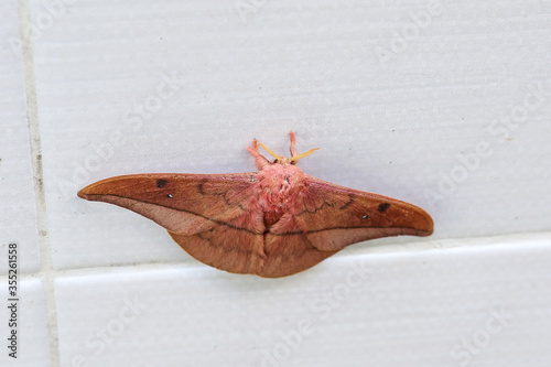 Emperor Gum Moth (Opodiphthera eucalypti) is a Australian moth caterpillars spread wings on a white wall photo