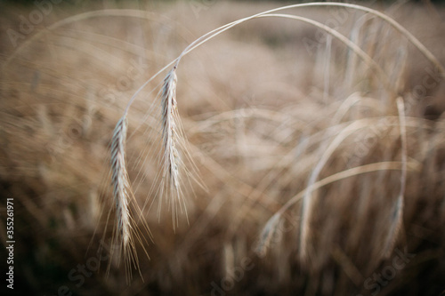 Mature gold rye in the field is ready to be collected. 