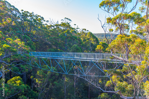 Valley of the giants tree top walk in australia photo