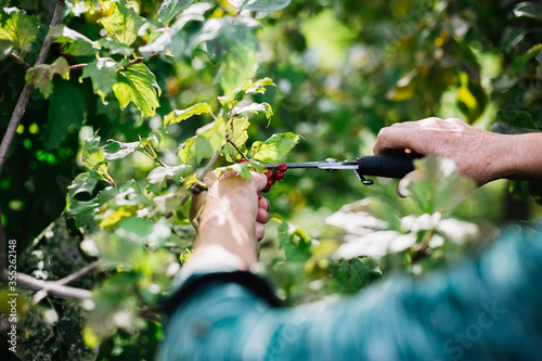 Cut with scissors ripe berries of red cranberries in the garden. 