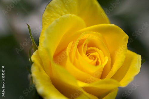 Yellow rose