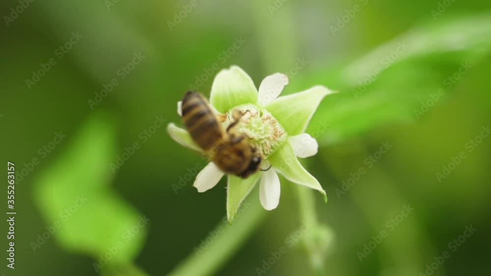 Honey bees on flower pollination macro shot slow motion Honey bees on flower pollination macro shot slow motion