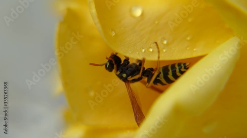 Gros plan d'une guepe qui nettoie ses antennes  accrochée à des pétales de roses jaune avec des gouttes d'eau photo