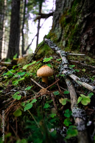 A beautiful small mushroom in a forest.