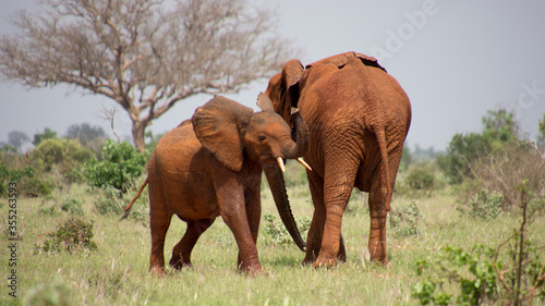 Elephants of Tsavo National Park 