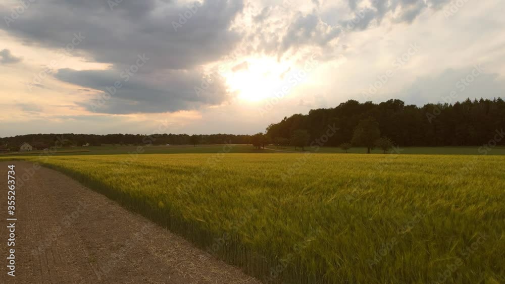 Weizenfeld im Sonnenuntergang am Wald Weizenfeld im Sonnenuntergang am Wald