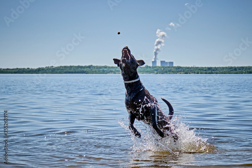 Schwarzer Mischlingsrüde tobt im Wasser. photo