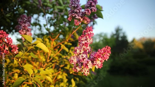 Lilac Syringa flower bush blooming in green spring garden in bright sunset light