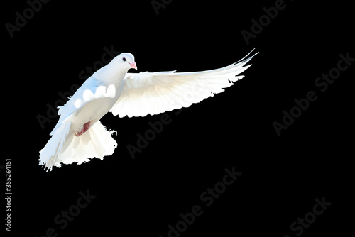 A free flying white dove isolated on a black background. The symbol of freedom. Peace. Mardin pigeon. Flying White Pigeon/Dove Isolated Background. peace day