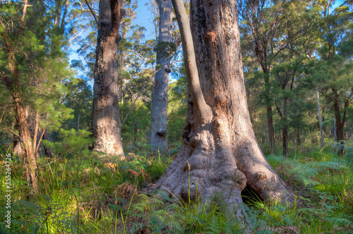 Ancient tingle forest at the valley of giants in Australia