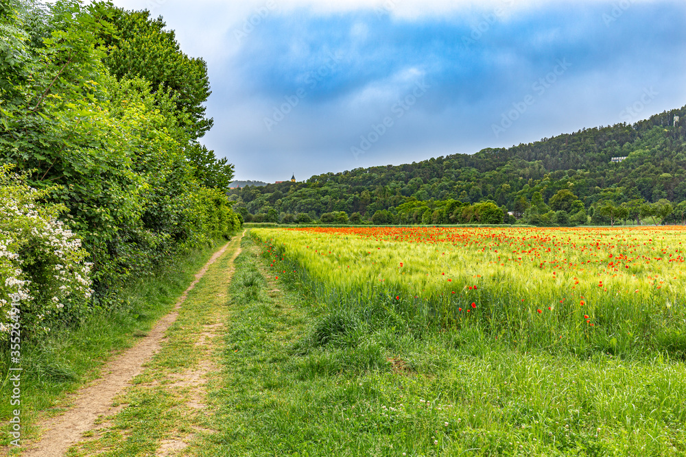Obraz premium Mohnblumen