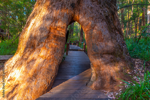 Slika na platnu Hole in the trunk of a tingle tree caused by a bush fire at the valley of giants