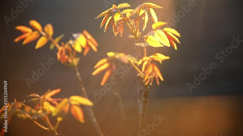 Small walnut tree with bright yellow leaf growing in with sun rays of sunset sunlight in summer farm