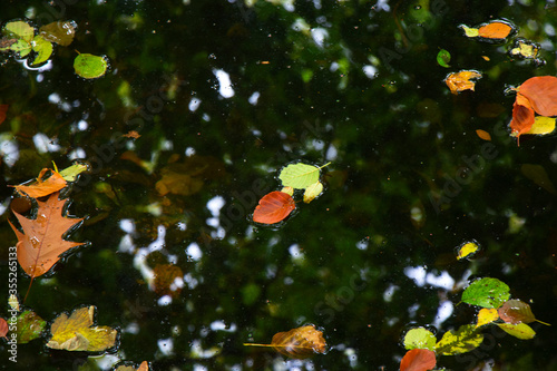 Autumn and fall colorful leaves in water, shadows and lights, yellow, reg, orange and green colors in nature background. photo