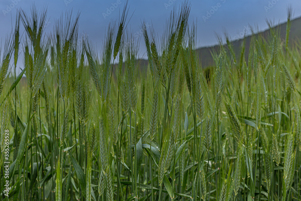 Fototapeta premium Mohnblumen