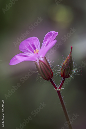 flower of a flower