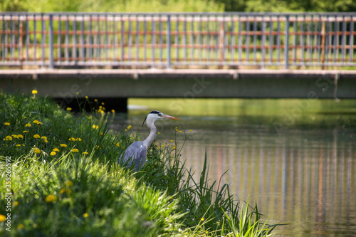 great blue heron