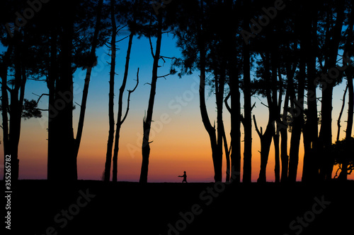 Forest and wild trees landscape at sunset in Georgia. Colorful sky and trees landscape.