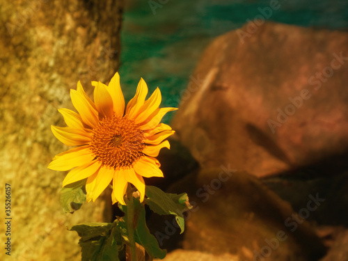 isolated sunflower planted near the sea 