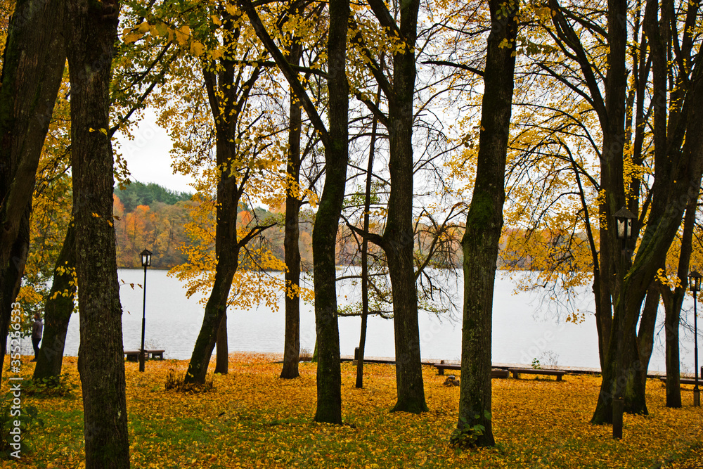 Autumn and fall park and forest trees leaves. Yellow and orange colors in nature. Autumn and fall park and forest trees leaves. Yellow and orange colors in nature.
