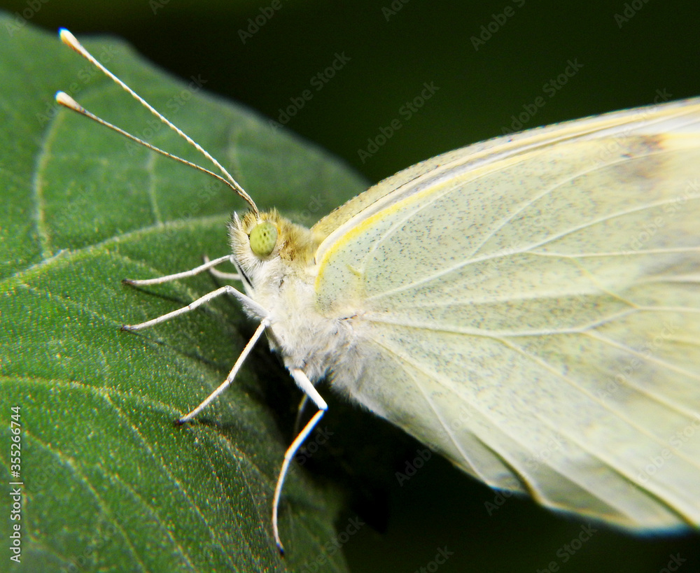 Obraz premium Butterfly cabbage on a green leaf. Macro shot. 