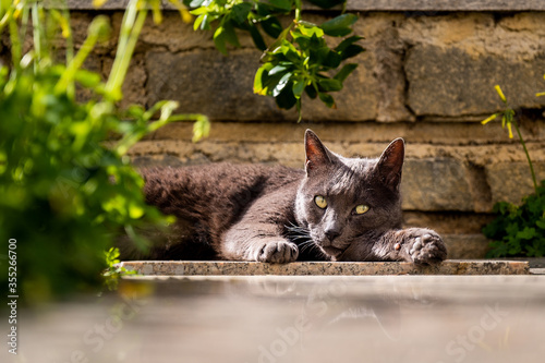 Portrait of a black cat. Close up of a pet. Resting relaxing domestic animal in the garden.