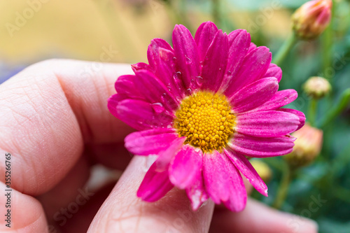 pink flower in hand