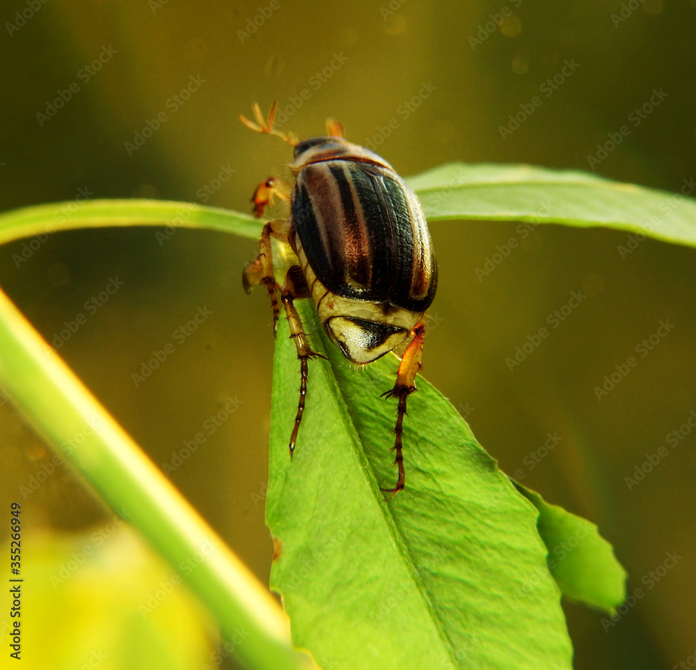 A beautiful marble beetle. Macro shot. A beautiful marble beetle. Macro shot.