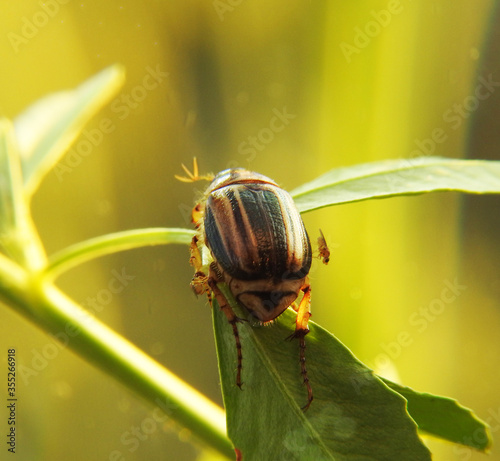 A beautiful marble beetle. Macro shot.