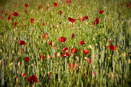 Mohnblumen auf dem Getreidefeld im Frühling 