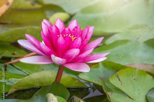 Pink water lily flower, Nymphaea lotus, Nymphaea sp. hort., on green leaves background.