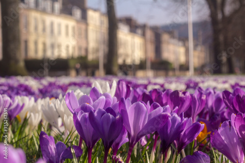 crocuses in spring