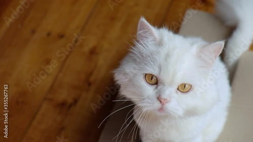 Close-up, Persian on wooden table 