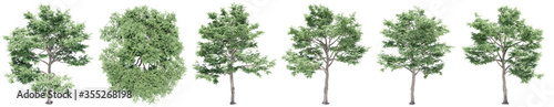 Set or collection of green elm trees isolated on white background. Concept or conceptual 3d illustration for nature, ecology and conservation, strength and endurance, force and life photo