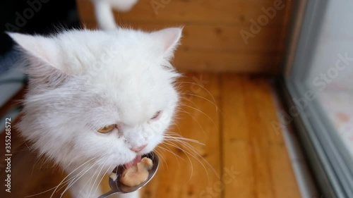 White cat licks the food at the spoon