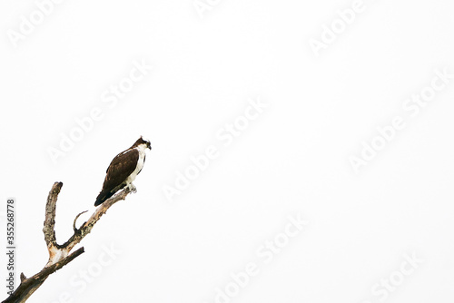 Osprey in a tree looking for fish