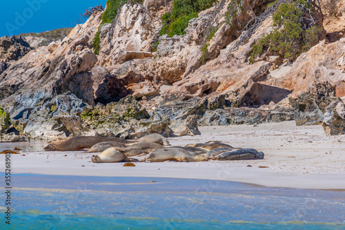 Sea lions at Essex rocks nature reserve in Australia photo