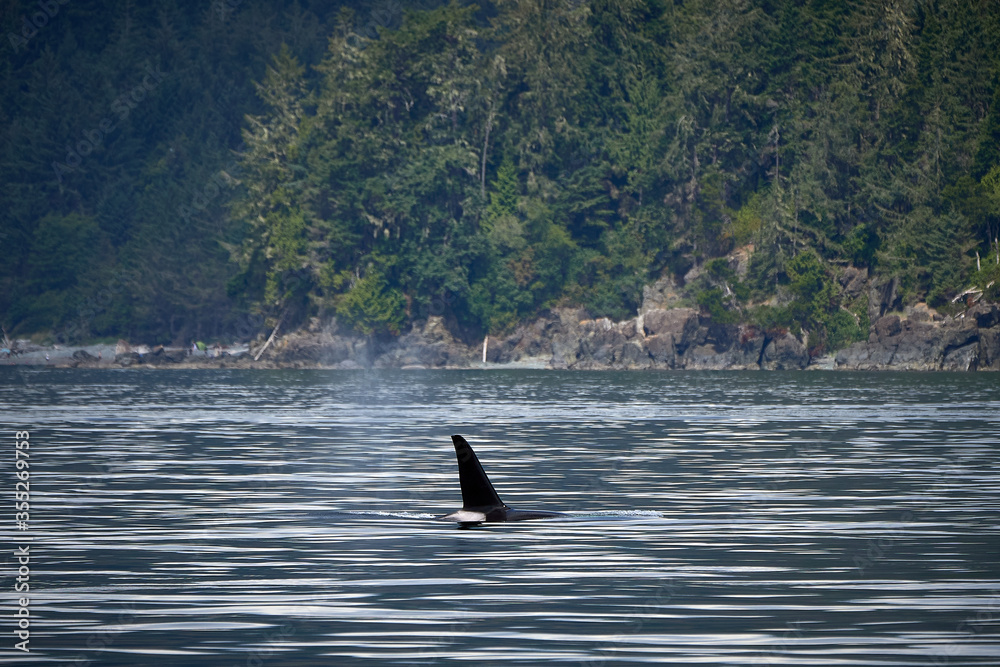 Obraz premium Killer whale in Canada