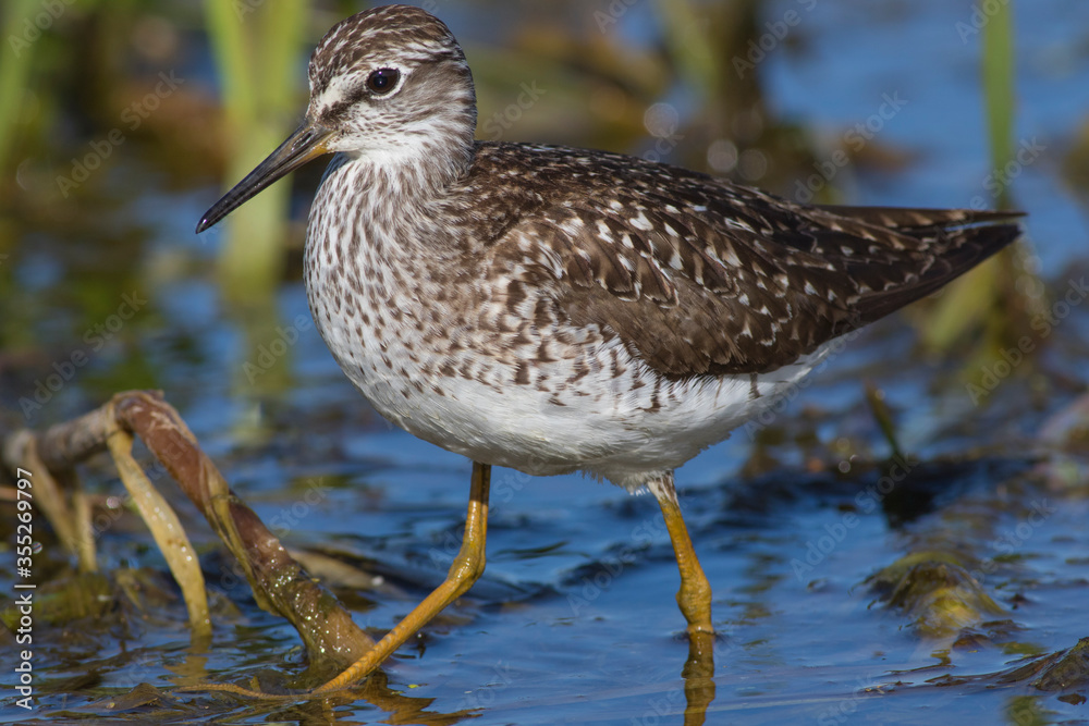 Sandpiper walks through shallow spring swamp Sandpiper walks through shallow spring swamp