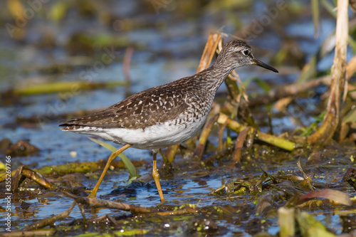 Sandpiper walks through shallow spring swamp