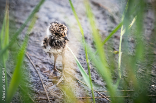 lapwing chick hiding in the grass